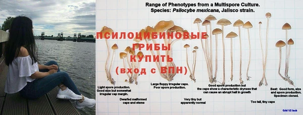 молекула духа Волосово